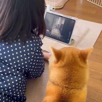 タブレットを一緒に見る女の子と犬→まるで本当の姉妹のような『平和な光景』に反響「ちゃんと見てるの可愛い」「後ろ姿が家族って感じ」と絶賛