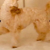 ぬいぐるみのような1歳の犬→悪さをする時だけは…全力すぎる『イタズラの仕方』に反響　普段のかわいらしい姿からは想像できない光景に爆笑