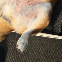 旅行の準備中、ほんの一瞬だけ『犬から目を離した』結果→「どう見ても行く気満々で可愛い」「ぴったりサイズｗｗ」まさかの光景がSNSで話題に