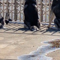 『遠回りしてでも毎日通りたい…！』ハスキー3頭の『シンクロ警備』に羨望の声「毎日挨拶行っちゃうと思う」「素敵な子たち」と30万表示の反響