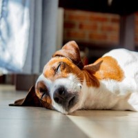 犬が『寝床を使ってくれない』理由5つ　自分のベッドで寝ない心理や対処法まで解説