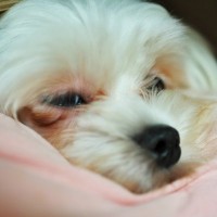 犬が『人嫌い』になってしまう絶対NG行為4選　人間不信となる原因や改善策まで