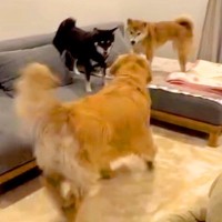 ケンカをする2匹の柴犬→見かねたゴールデンレトリーバーが仲裁に入り…まさに『喧嘩両成敗』な光景が210万再生「なんて立派」「前世人間？」
