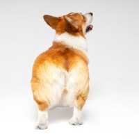 犬の『肛門腺絞り』しないとどうなるの？考えられる４つのリスクや対策まで