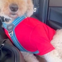 ドッグランでクタクタに疲れた大型犬→車で帰ろうとしたら…助手席で見せた『衝撃の表情』が50万再生「コーヒー吹いた」「頑張ってて可愛いｗ」