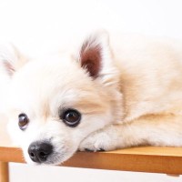 『愛情不足な犬』の共通点５選　主な特徴や幸福度が高いワンコとの大きな違いまで解説