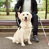 『触れてはいけない犬』の特徴5選　接触が危険な理由や必ず知っておくべきマナーまで