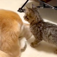大型犬を『障害物』としか思っていない子猫→目の前に現れると…思わず笑ってしまう光景が88万再生「わんこの反応がｗｗ」「もはや父親みたい」