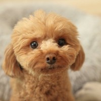犬が『気を遣っている』ときにみせる行動5つ　ワンコにも人間と同じように思いやりの心があるの？