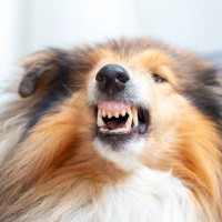 犬が『近づかないで』と言っているサイン５選　飼い主を拒絶しているときにみせる行動とは？