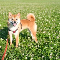 犬が散歩中に『見つめてくる』心理５選　主な理由や信頼関係を築くための適切な対応まで