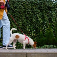 犬が『地面のニオイを嗅ぐ』理由3選　やめさせた方がいいの？散歩中の注意点まで解説
