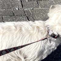 『草むらで拾った落とし物』を持って歩く犬→気に入ってしまった『まさかの物』が可愛すぎると14万表示「初心者なんだよねｗ」