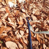 『寒波に負けないライフハック』を編み出した2匹の犬→散歩中に…もはや擬態している『寒さ対策』が12万表示「首浸かってて草」「天才か？」