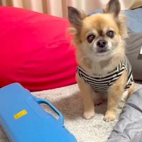 『ママ、鍵盤ハーモニカを吹いて』とおねだりする13歳の老犬→待ち切れない様子で…演奏中の『尊い光景』が34万再生「上手すぎ」「可愛い」