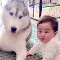 赤ちゃんのことが好きすぎる大型犬→まるで会話しているようで…『本当の兄弟のような光景』が尊すぎると327万再生「優しい目」「可愛い世界」