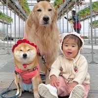 1歳の女の子と犬2匹を『いちご狩り』に連れていった結果→無限に見ていたい『愛おしすぎる光景』が16万再生「癒される」「幸せもらった気分」