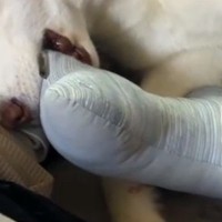 カッコいいシベリアンハスキー→寝ているところを撮影したら…想像と違う『赤ちゃんすぎる光景』が8万再生「人間と同じ」「大きな赤ちゃんｗ」