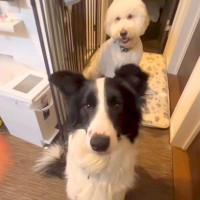 犬に『お手』をしていたら、後ろにいた大型犬が勘違いしてしまい…思わず笑う『コントのような光景』に反響「シンクロしてるｗｗ」「可愛すぎ」