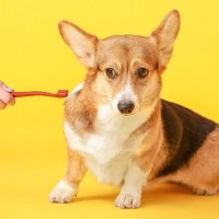 飼い主が『犬に嘘をつく』とどうなるの？考えられるデメリットや愛犬に与える悪影響まで