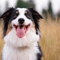 犬の『目・表情』からわかる心理5つ　判断する方法や飼い主が注意すべきサインまで