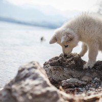 犬が散歩中『石を食べようとする』心理4つ　止めさせたい場合の適切なしつけ方法まで