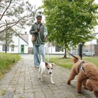 犬との散歩中『歩きスマホ』が絶対NGな理由3選　愛犬の命を守るために必ず知っておくべきことまで