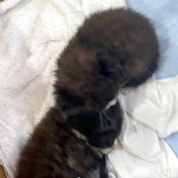 ダンボールに入った『生まれたばかりの子猫』→気になりすぎてしまった犬が…思わず笑う光景が7万表示「どっちも可愛い」「見守り隊に任命！」