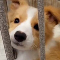 『致死率の高い病気の可能性がある』と言われた子犬→それでも『幸せにしたい』と飼った結果…想定外の結末に反響「笑ったｗ」「幸せなオチ」