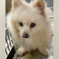 8年間『繁殖犬』として酷使された挙句、捨てられた犬→歩くこともままならない状態で…涙が出る『現在の光景』に反響「よく頑張った」「幸せに」