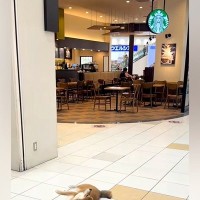 『スタバの前で駄々をこねる犬』ワンコと一緒にショッピングモールに行った結果→まるで人間の子どものような光景が41万再生「イヤイヤ期ｗｗ」