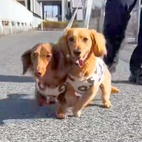 散歩中の犬2匹を撮影→カメラに激突してしまい…思いもよらない『まさかの展開』が31万再生「初めて見る現象ｗｗ」「コントで草」と爆笑続々