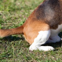 犬が不快だと思っているときの『しっぽの状態』5つ　愛犬が嫌な気持ちになっているときの対処法まで