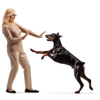 犬が飼い主に『体当たりする』心理4つ　謎行動の意味や止めてほしい場合の対応まで