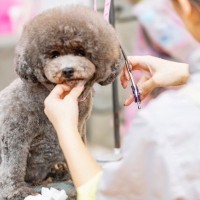 『トリミング』を絶対にしなければならない犬種5選　カットを怠った場合の重大なリスクまで