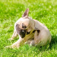 【獣医が解説】花粉症シーズンに「食べ物」でかゆみが悪化…犬に起こる『交差反応』とは？