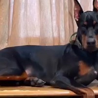 カッコいい『強面のドーベルマン』→実際に飼ってみると…思っているのと違いすぎる光景が29万再生「ニッコニコで可愛い」「ギャップがｗｗ」