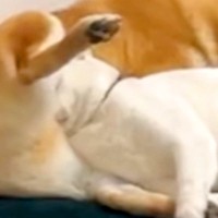 保護猫のトライアル→先住犬と一緒に過ごした結果…想像以上に『仲良しになった光景』が7万再生「家族すぎてｗ」「馴染み過ぎてる」と絶賛