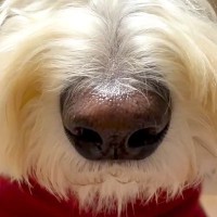『ごはんまだ？』大型犬が圧をかけてきたので、正面から撮影してみたら…想像を上回る『表情』が132万再生「でかｗｗ」「思った以上で草」
