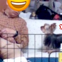 1日だけ『両親に犬のお世話を頼んだ』結果→ふと出先でカメラを確認すると、父が…思わず笑ってしまう光景が46万再生「なんか喋ってて草」