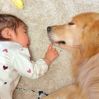 生まれた時から大型犬にお世話してもらっていた赤ちゃん→1歳になった結果…尊すぎる『立場の逆転』が17万再生「微笑ましい」「大好き伝わる」