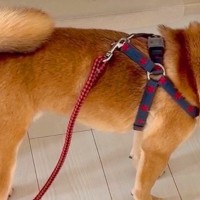 エリザベスカラーを付けられたのが不服な犬→壁に向かって…分かりやすすぎる『反抗的態度』が194万再生「全力でｗｗ」「激おこで草」と爆笑