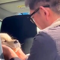 犬が亡くなり、毎日泣いていた父→内緒で『子犬』を迎えた結果…思わず涙が溢れる『宝物のような光景』が51万再生「泣いた…」「素敵な家族」