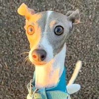 犬の散歩中、サーフィンに向かった夫→置いて帰ろうとしたら…『パパ来てないよ！』勘違いする光景が78万再生「本気で心配してる」「かわいい」