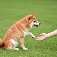 犬の『利き手』を調べる方法3つ　利き手を知っておくことでどんなメリットがあるの？