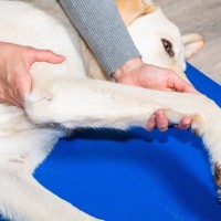 犬が『寝たきり』になる前、飼い主にできること5つ　やっておくべき事前準備とは？