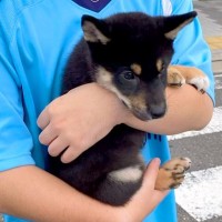 ご飯に興味がない『たった2キロの子犬』→『小さく育つかな』と思ったら…予想と違った『まさかの成長』に反響「ビッグにｗｗ」「ドヤ顔可愛い」