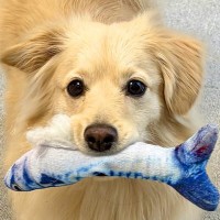 なぜか『魚のおもちゃ』を何度も見せに来る犬→まさかの『策士すぎる思惑』が13万表示「人間がチョロいの知ってて草」「学習能力高いｗ」と絶賛