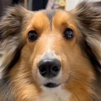 なぜか消えた『きゅうり』→犬に行方を尋ねた結果…あまりにもわかりやすい『正直すぎる態度』が話題「キョドってるｗ」「可愛すぎて怒れない」