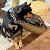 保護猫が『バレてない』と思いながら部屋を歩いたら、犬が気付いて…空気を読みすぎている『まさかの対応』に称賛「優しい世界」「気使ってるｗ」